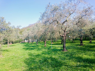 private olive trees in spring