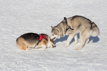 Cute pembroke welsh corgi puppy and siberian husky are playing on a white snow in the winter park. Pet animals.