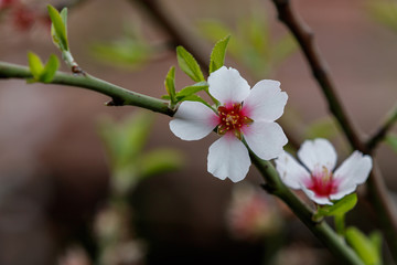 Blooming almond flower on a thin branch