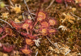 Close up of a Drosera, commonly known as the Sundews, which is carnivorous plant, in Viru Raised Bog. Tiny plant in swamp that lures bugs and eats them. Autumn day. Estonia, Baltic, Europe.