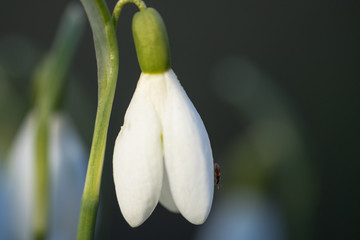 Snowdrop  blossom with ant in right side. Lovely pendant early spring flower under sunlight. White pure announcer of the end of winter and beginning of the spring. Estonia, Baltic, Europe