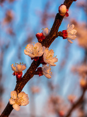 Flowers of the cherry blossoms on a spring day