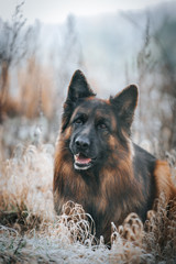 German shepherd longhaired dog  posing outside. Show dog in natural park.