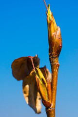 Branch of the tree with small opening leave buds and old dry leaf. Early spring when leaves are just starting to grow and morning frost has made ice crystals on leaves. Estonia, Baltic, Europe.