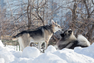 Cute deutscher wolfspitz puppy and multibred dog are playing on a white snow in the winter park. Pet animals.