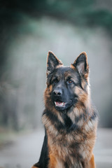 German shepherd longhaired dog posing outside. Show dog in natural park.	