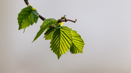 Hazelnut branch with green leaves on blurred background