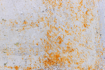 Old white paint is peeled and crumbled from a rusty metal plate. Rusty metal surface.