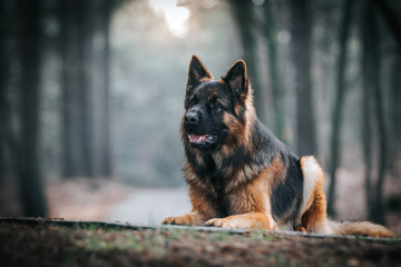 German shepherd longhaired dog posing outside. Show dog in natural park.	