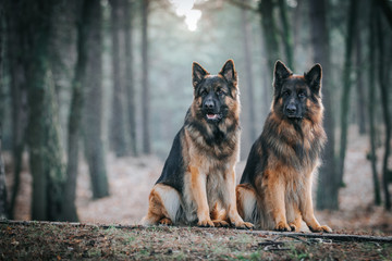 German shepherd longhaired dog posing outside. Show dog in natural park.	