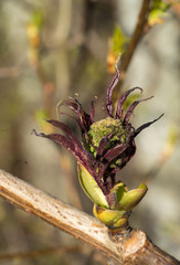 Branch of the tree with small opening leave buds. Tiny violet leaves. Early spring when leaves are just starting to grow and morning frost has made ice crystals on leaves. Estonia, Baltic, Europe