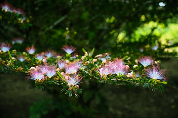 bobinsana flor planta verde amazonia