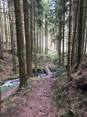 path in forest