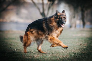 German shepherd longhaired dog  posing outside. Show dog in natural park.