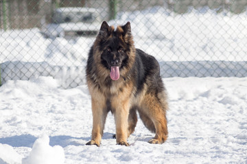 Long haired german shepherd dog puppy is looking at the camera. Pet animals.