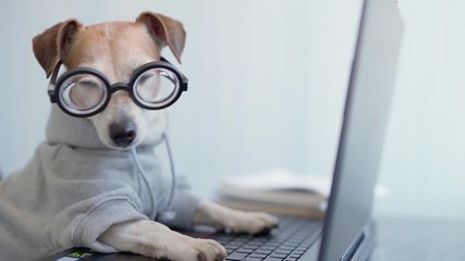 Smart dog using computer. Funny pet in gray jumper and nerd glasses typing on laptop keyboard. Freelancer lifestyle working from home. quarantine Social distancing. Vertical  video footage - Powered by Adobe