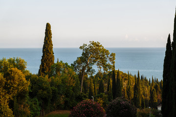 Green shrubs and trees in the summer against the blue sea and blue sky in the region of Abkhazia....