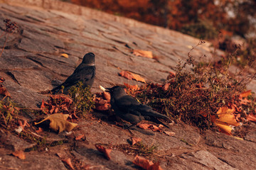 a crow holds bread in its beak