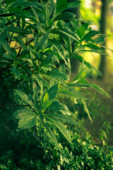 Wet green leaves in forest