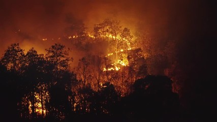 Rain forest fire disaster is burning caused by humans