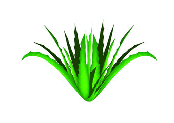 Aloe Vera Green Macro It is a medicinal plant that can treat many diseases.