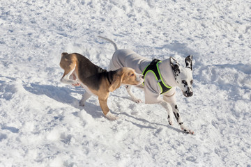 Fototapeta na wymiar Cute dalmatian puppy and english beagle puppy are playing in the winter park. Pet animals.
