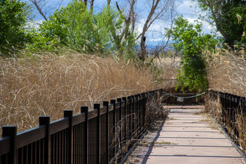 A small walking bridge is closed next to tall desert grass at a Las Vegas wetlands area