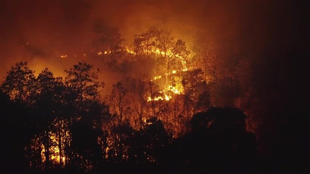 Rain forest fire disaster is burning caused by humans