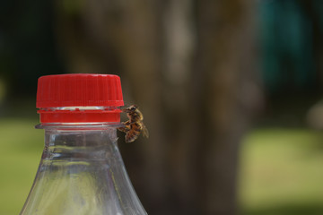 honey bee want soda
