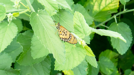 butterfly on leaf