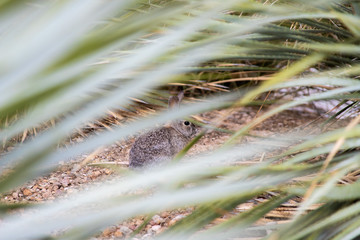 Rabbit hides among bushes at a Las Vegas park