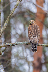 Red shouldered hawk perched on tree branch in forest