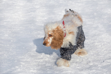 Cute english cocker spaniel in beautiful pet clothing is walking in the winter park. Pet animals.