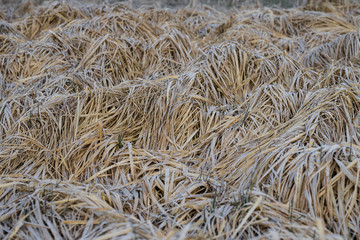 Old hay laying on the ground covered with morning frost. Beige natural carpet. Food for farm animals. 