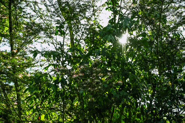 Fototapeta premium bobinsana planta flor de la selva peru