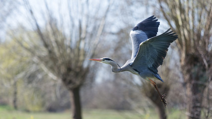 Flying heron