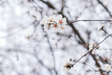 Beautiful blooming white almond tree
