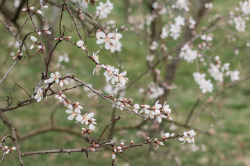Beautiful blooming white almond tree