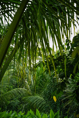 Plakat selva bosque amazonia plantas macro