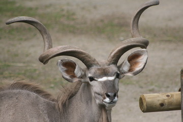 impala in africa