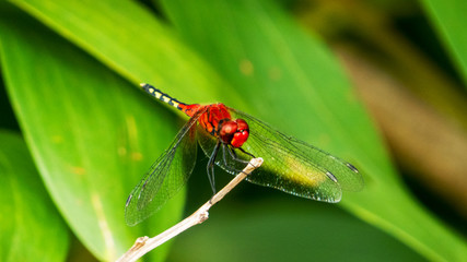 dragonfly on leaf