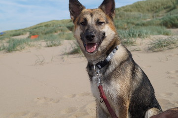 Hund am Strand