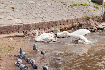 A Swan driving another Swan out of the river