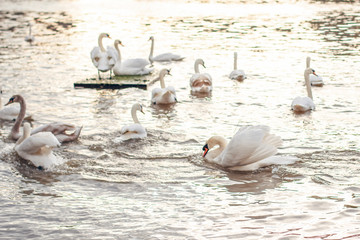 A Swan driving another Swan out of the river