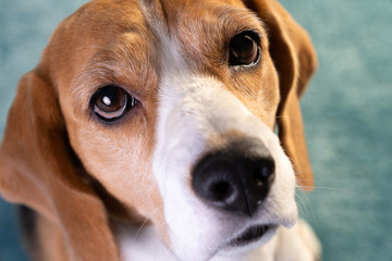 portrait of beagle dog