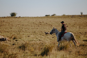 horse in countryside