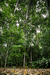green selva amazonia bosque