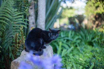 cat in the garden