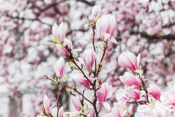 Fototapeta na wymiar Blooming pink Magnolia buds in April in the Prague garden