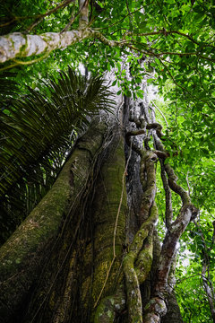 green selva amazonia bosque